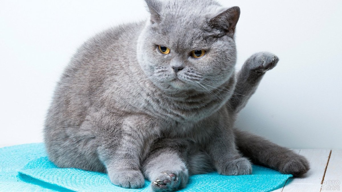 Картезианская кошка британец