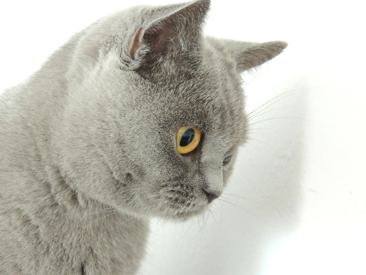 Картезианская кошка британец серая
