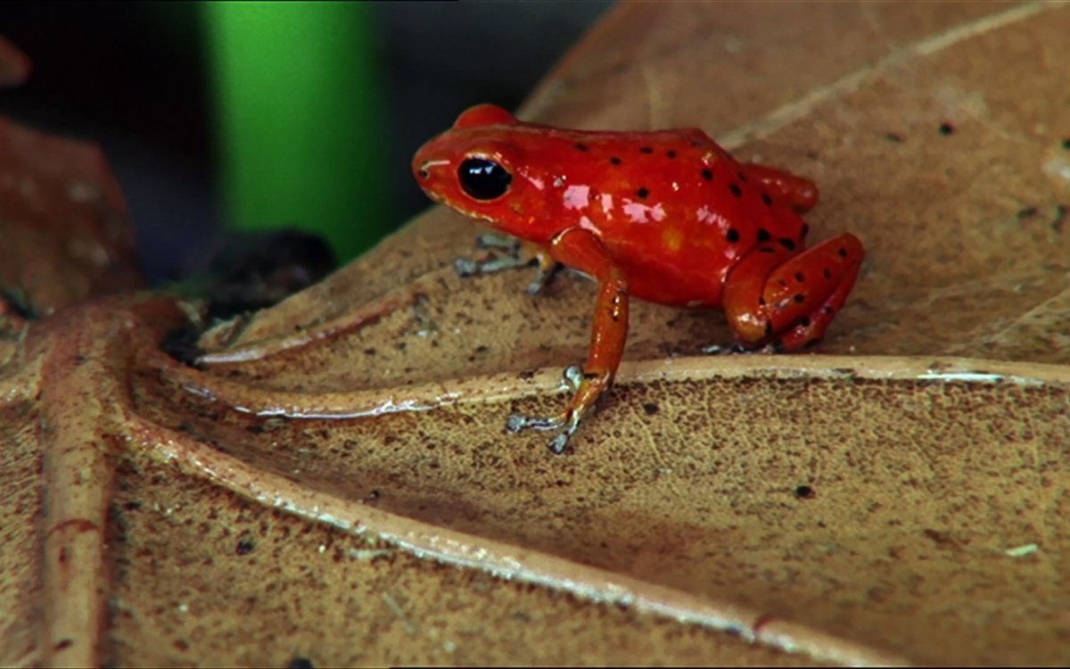 Ярко зеленая лягушка