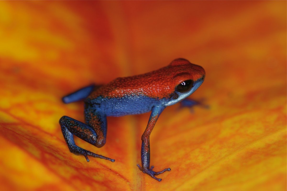 Украшенная рогатая лягушка