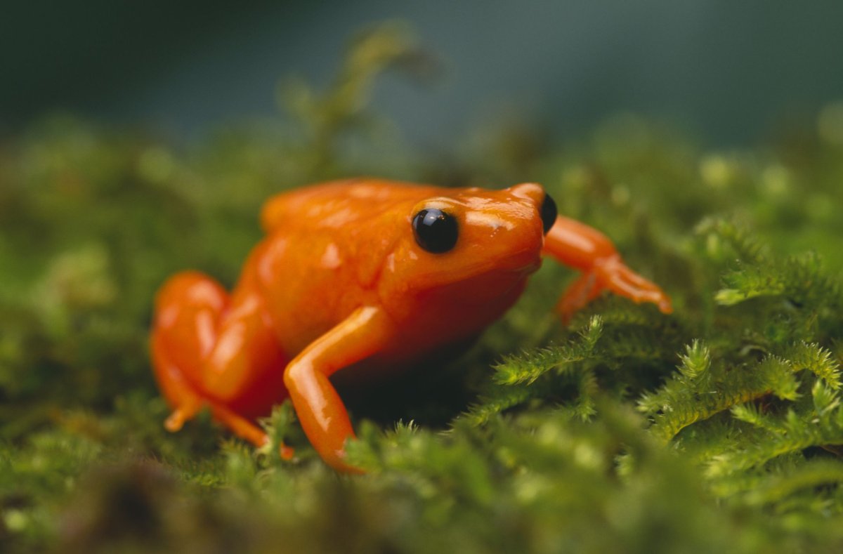 Золотая лягушка фото