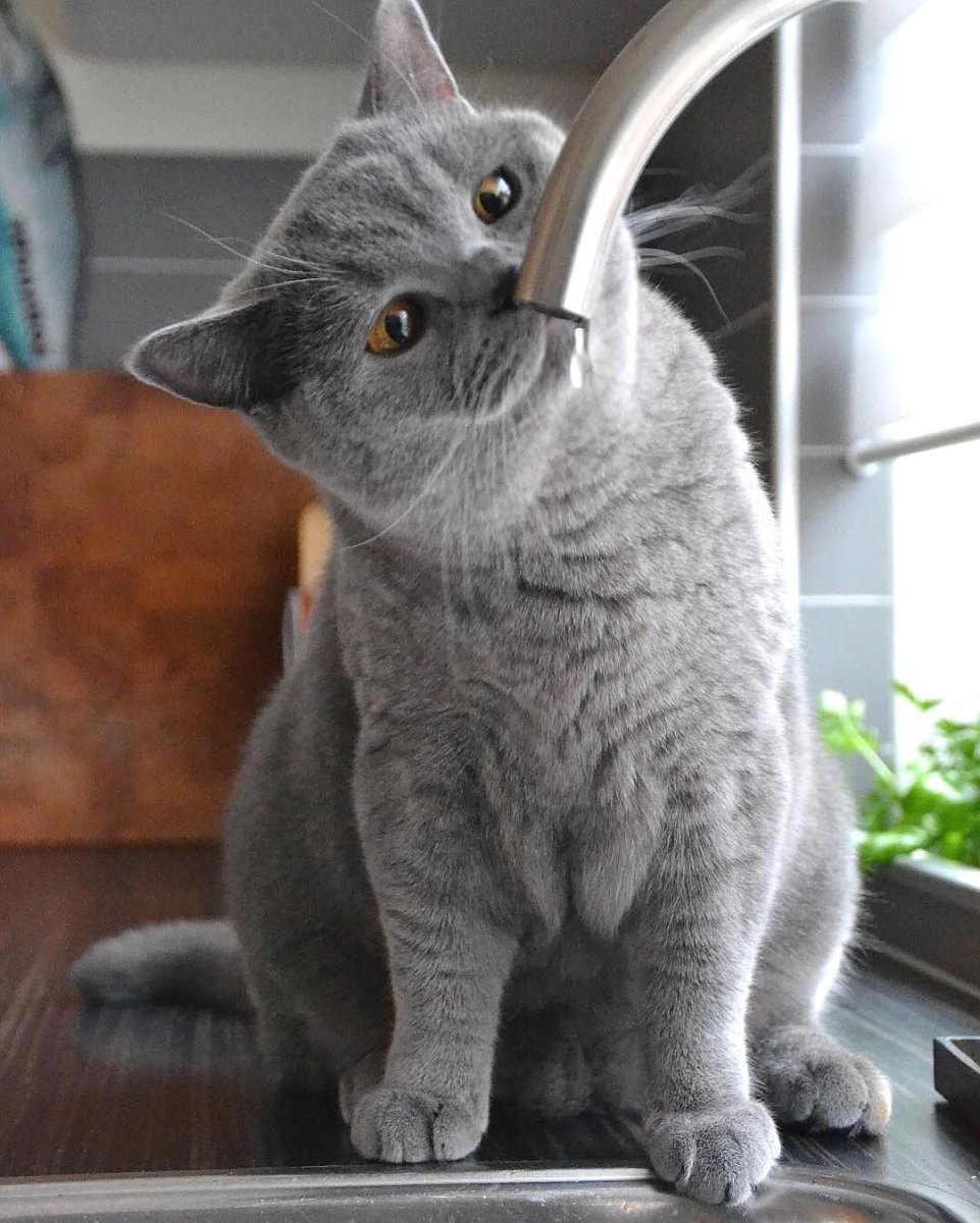 Манчкин кошка короткошерстная