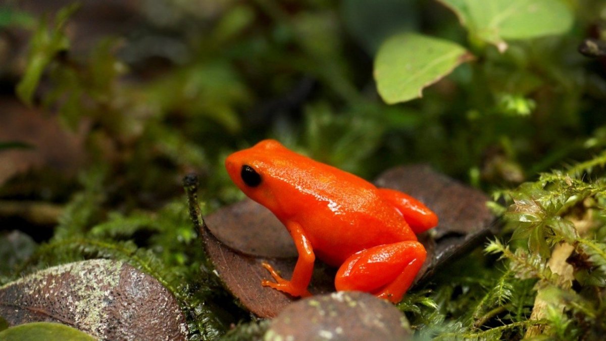 Ярко зеленая лягушка