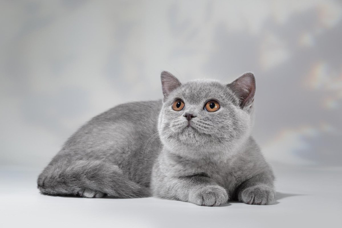 Британская короткошёрстная кошка