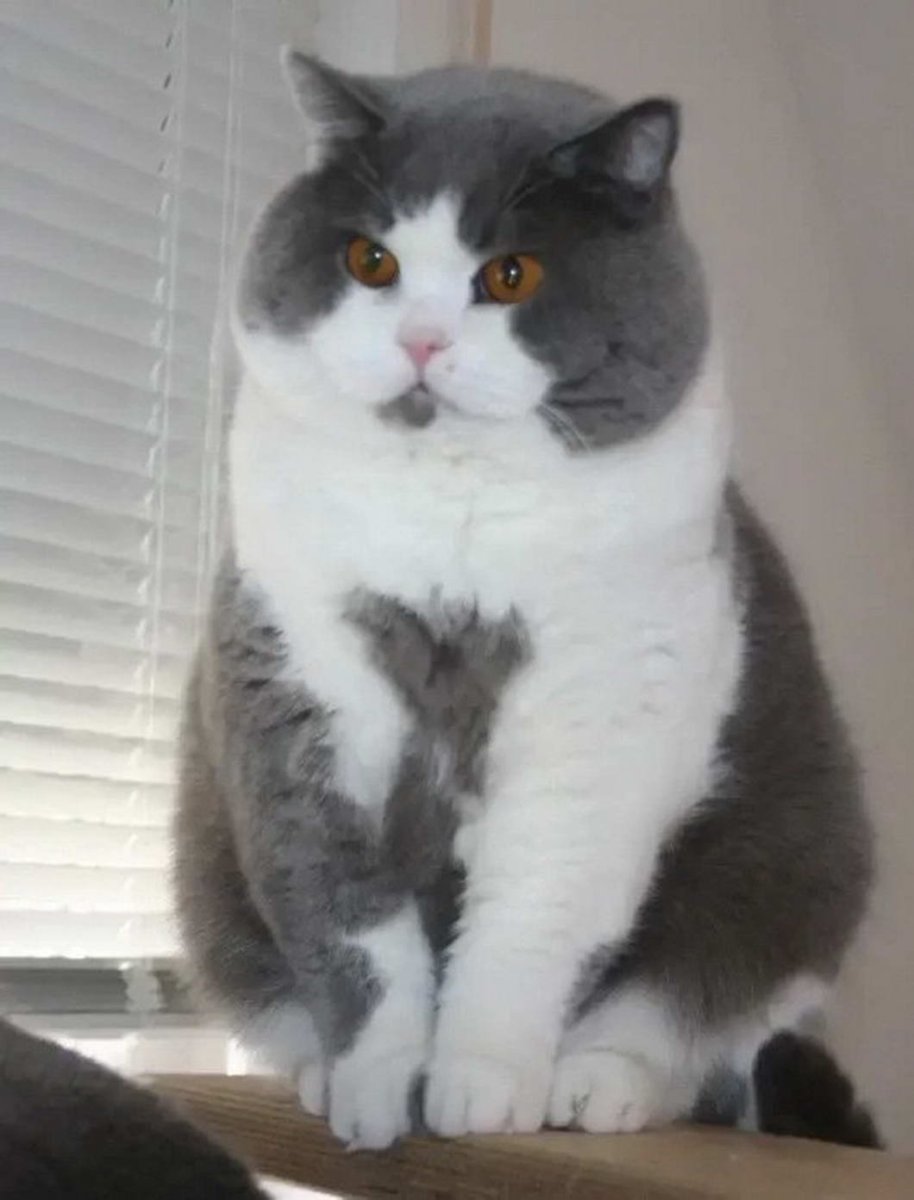 Британская кошка биколор серый