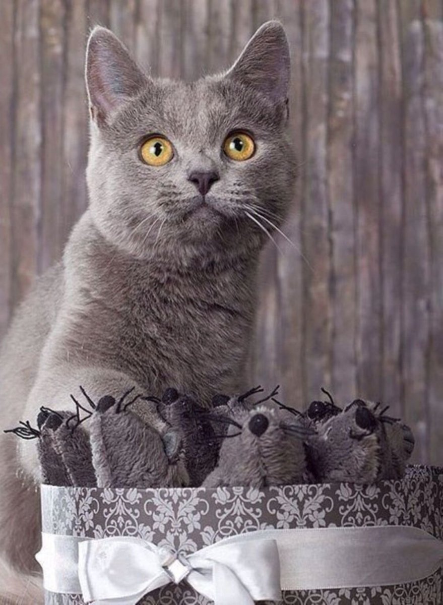 С днем рождения британский кот