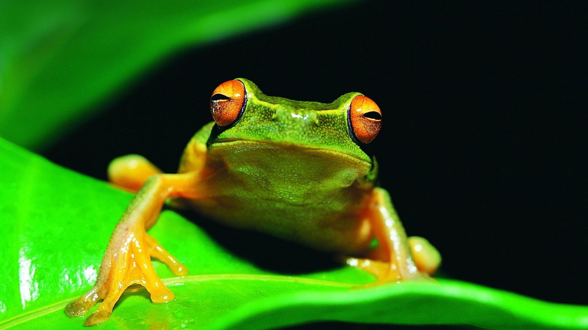 Лягушка Эстетика