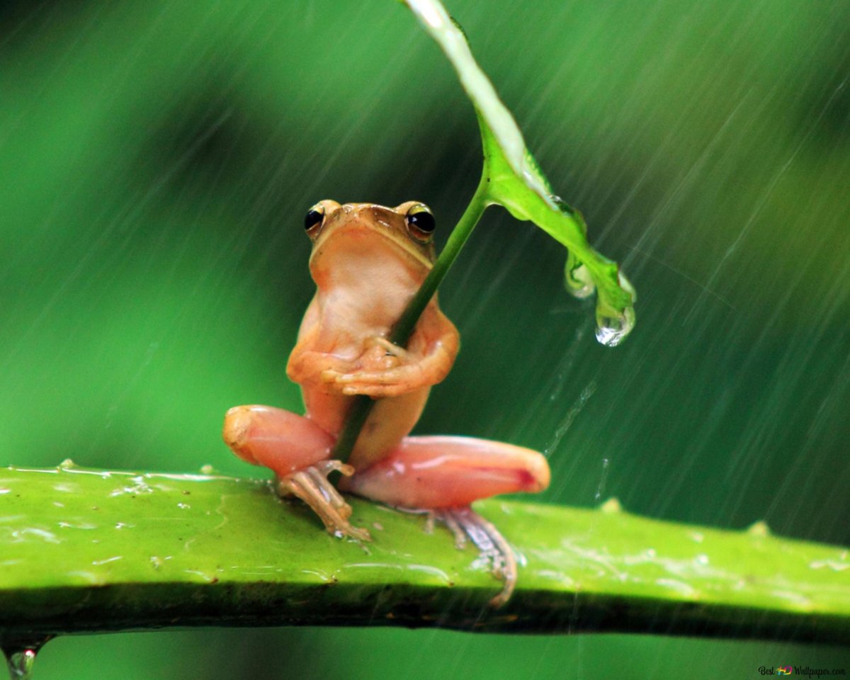 Забавные лягушки