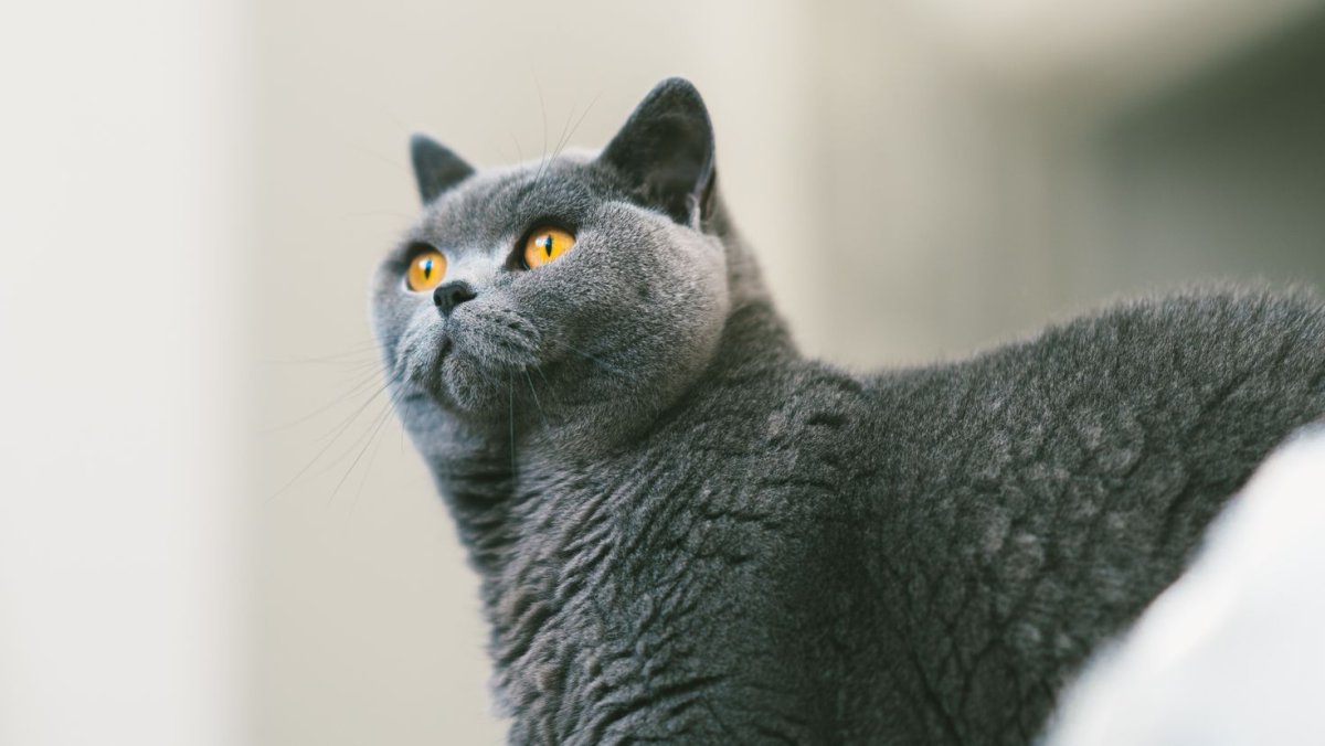 Кот британец серый