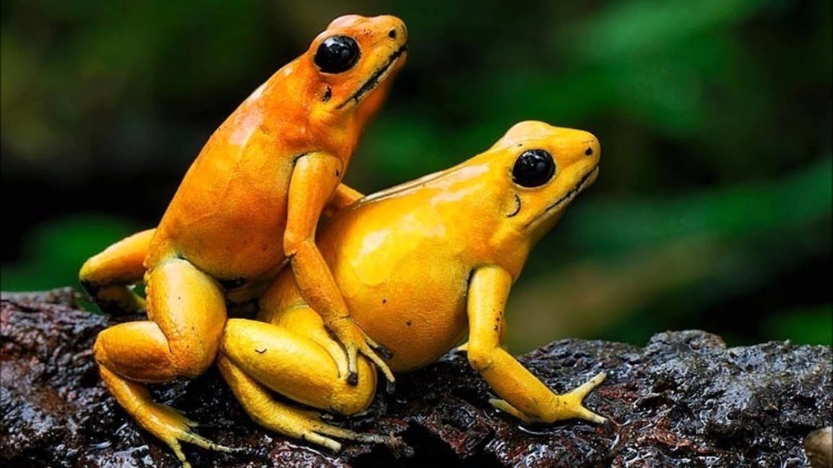 Спаривание лягушек