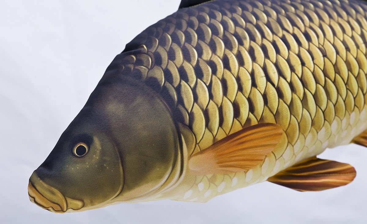 Карп (Cyprinus Carpio)