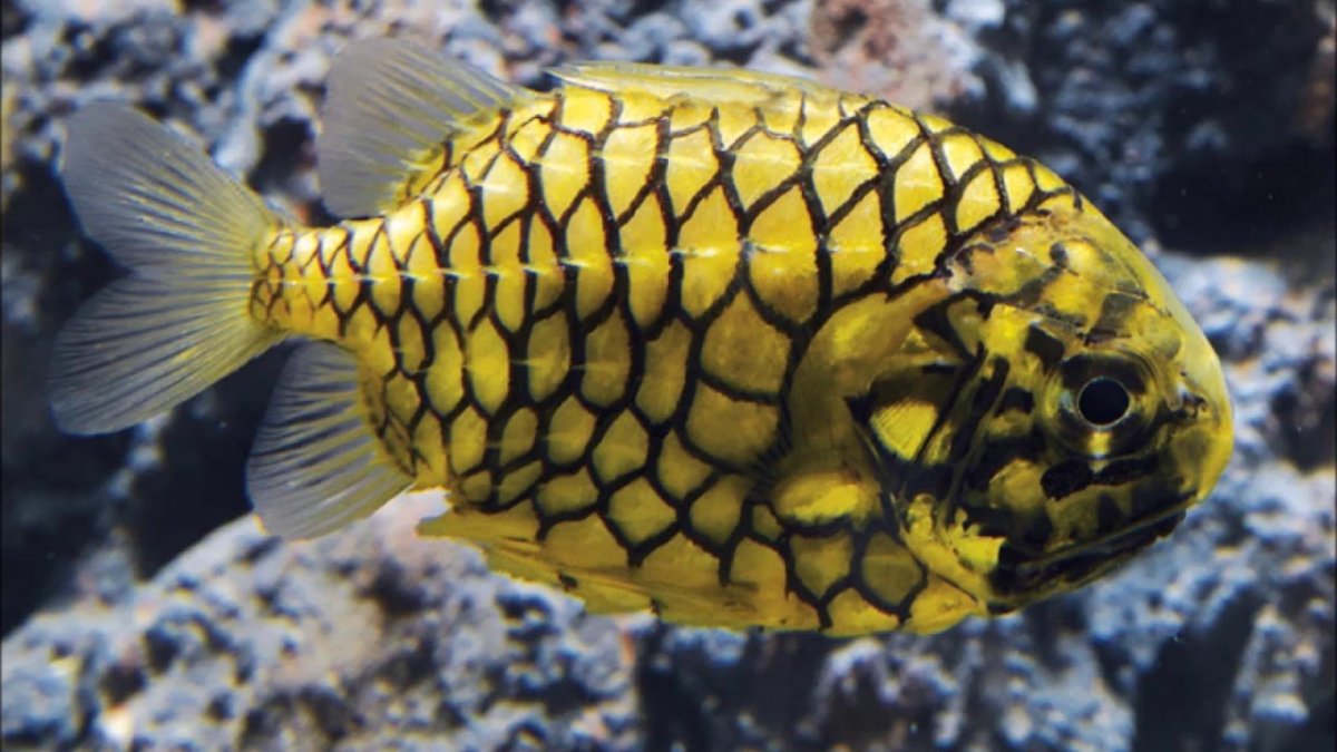 Австралийский шишечник