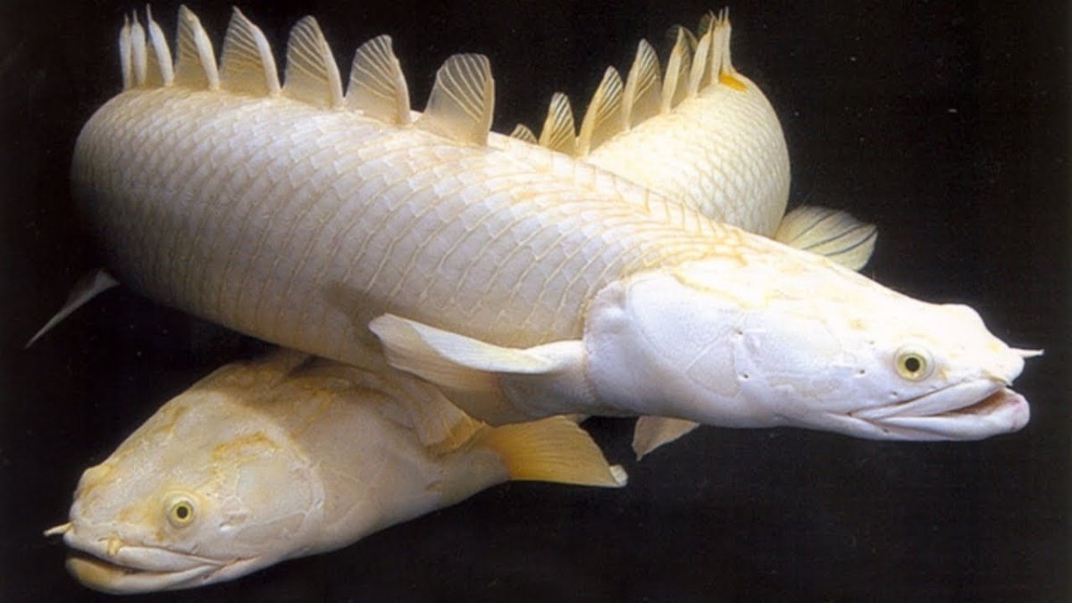 Рыба Полиптерус Сенегальский