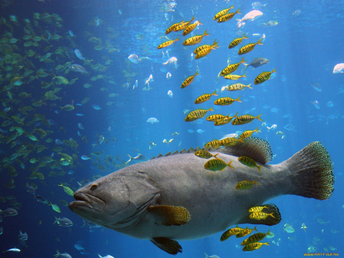 Рыбы под водой