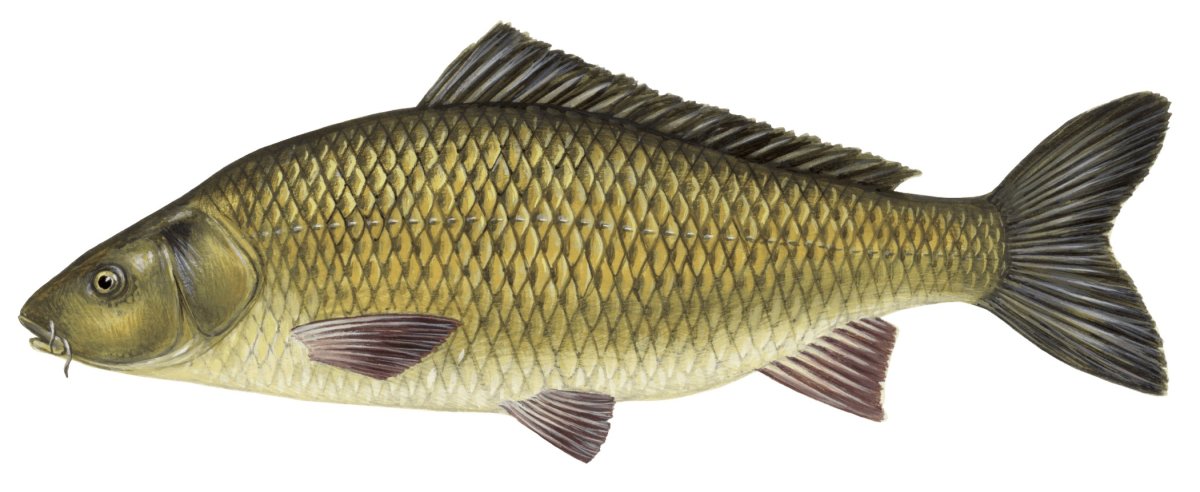 Чешуя рыбы сазан