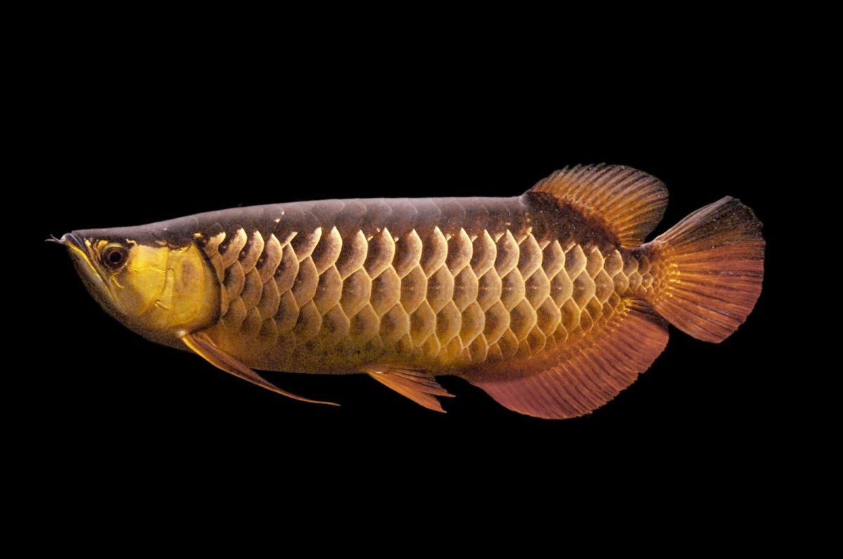 Арована азиатская Золотая