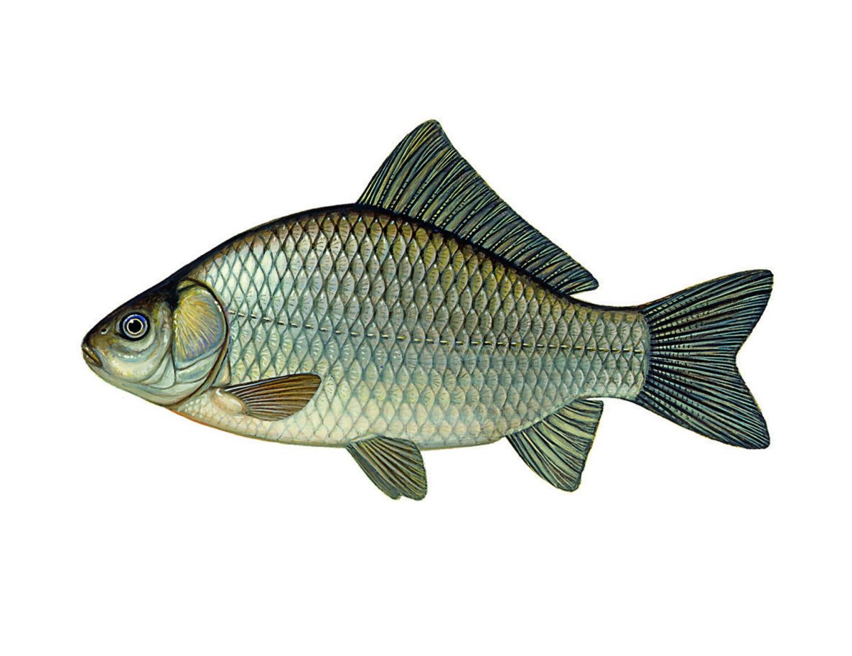 Рыбка Карасик