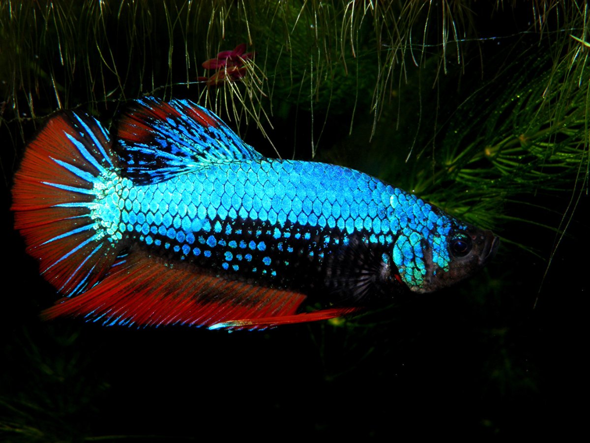 Бетта Спленденс