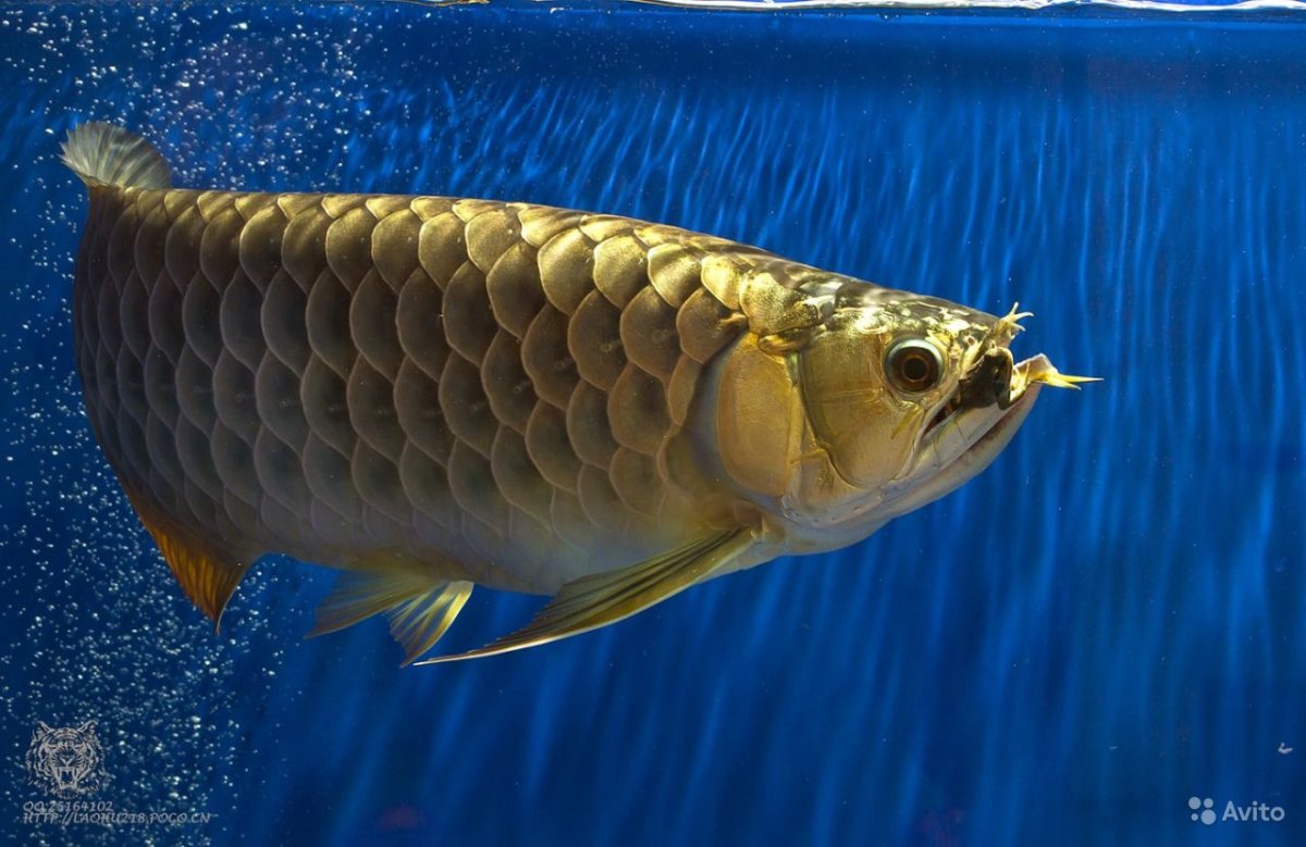 Рыбка Арована