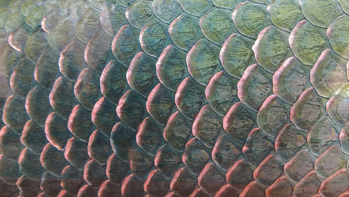 Арапайма рыба чешуя