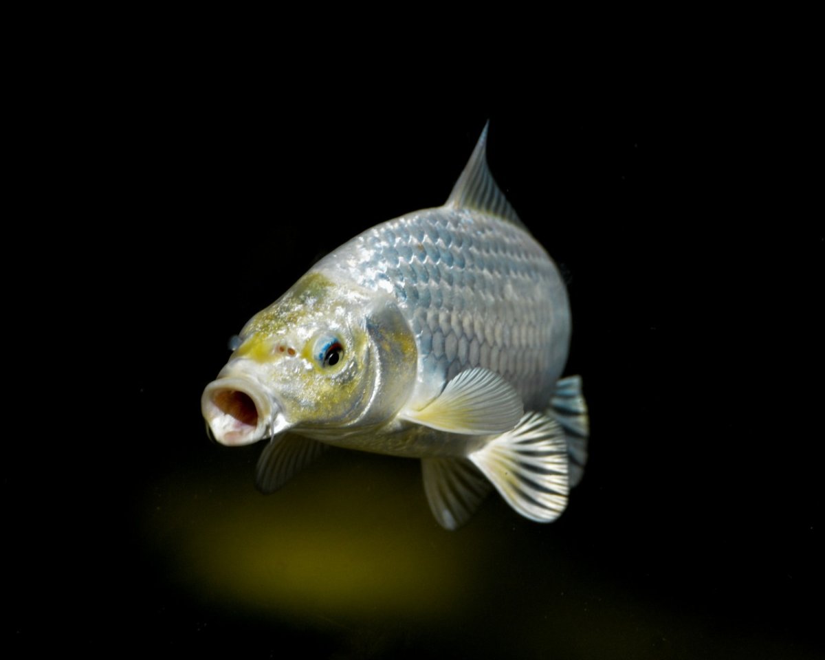 Чешуйчатая рыба