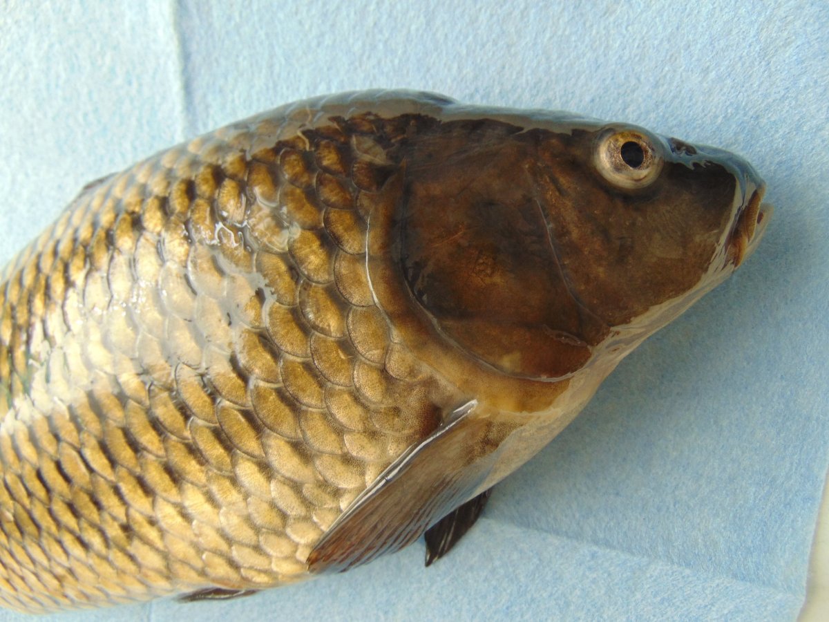 Рыба чешуйчатый Карп