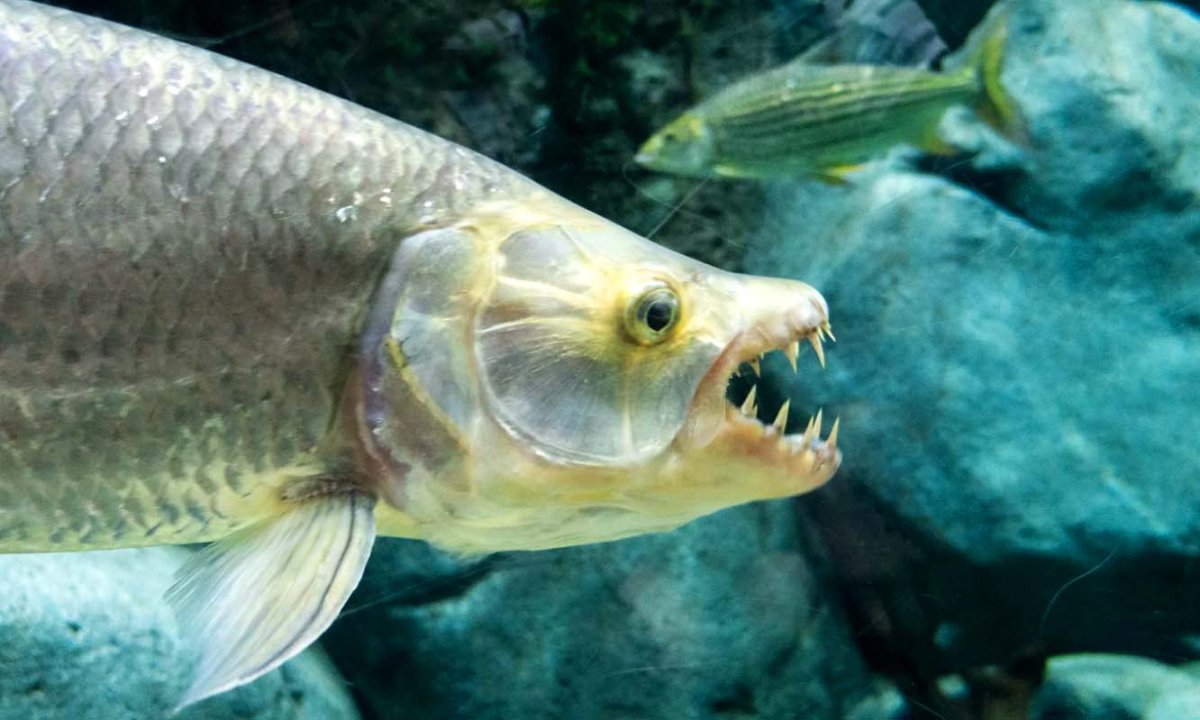 Рыба Терапон Голиаф