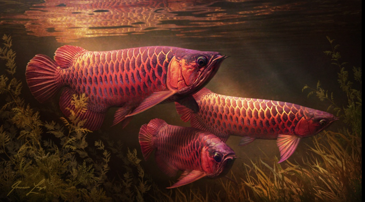 Рыба Арована рыба-дракон