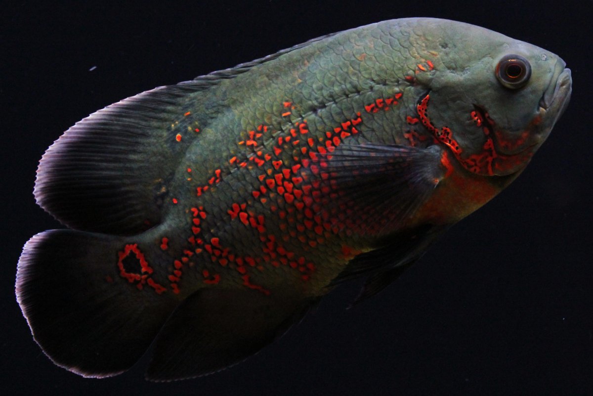 Астронотус красный Оскар