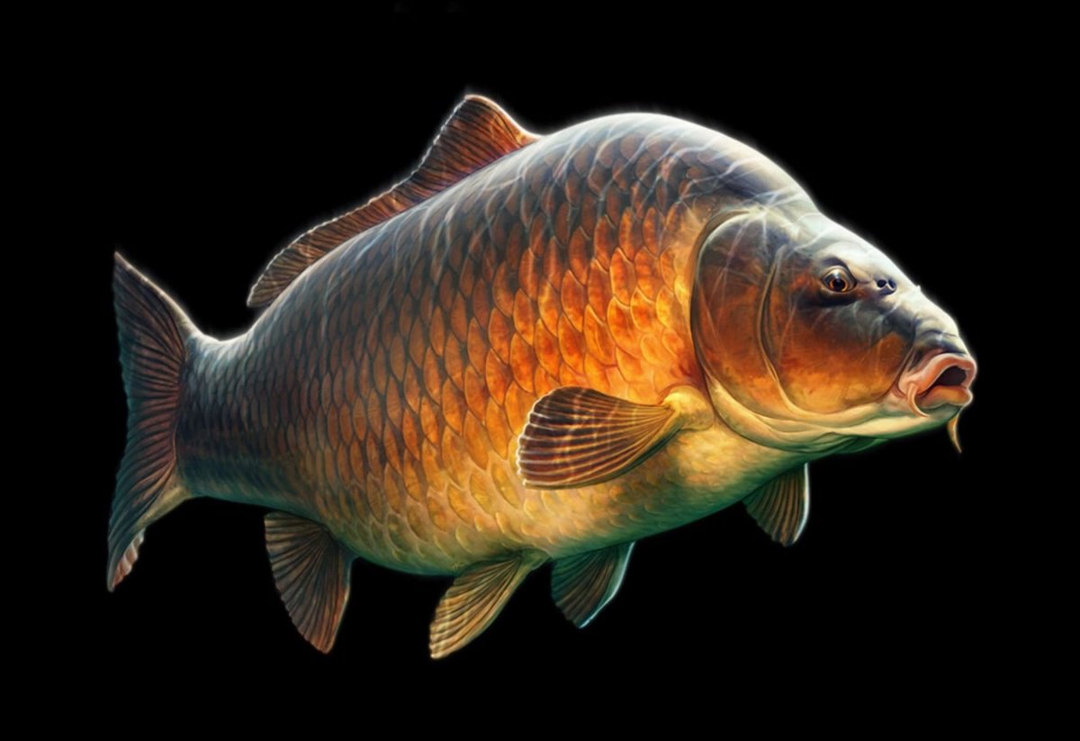 Tommy Kinnerup рыбы