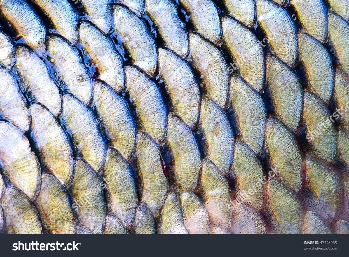 Чешуйка рыбы