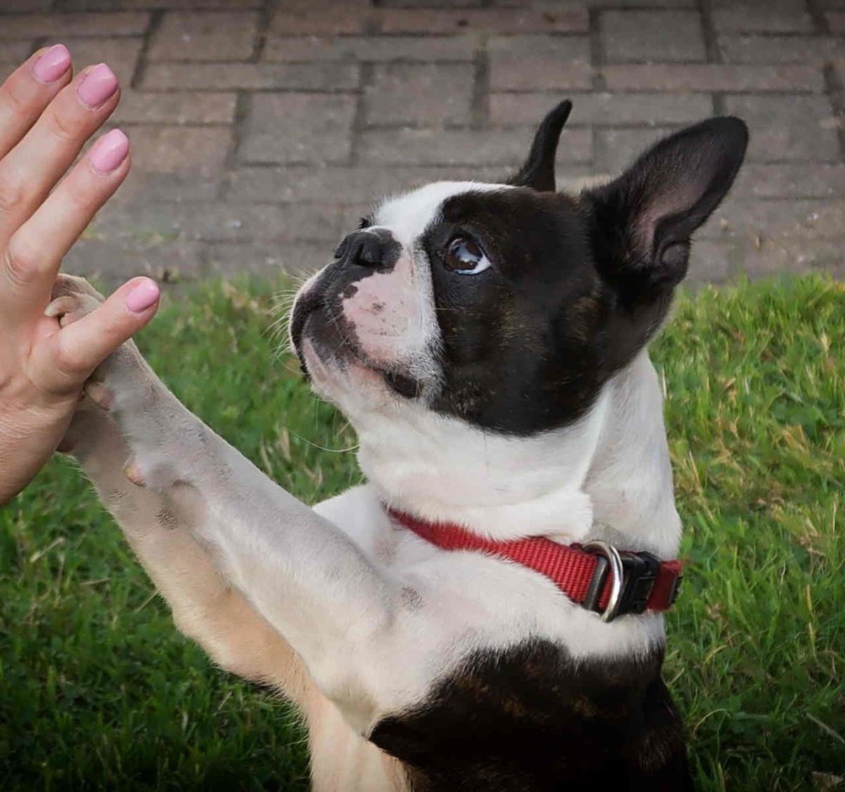 Голубые щенки французского бульдога