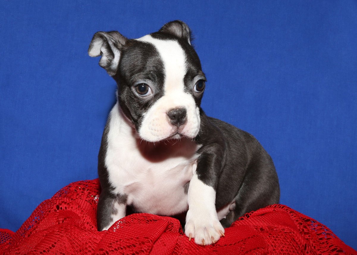 Бостон терьер лежит