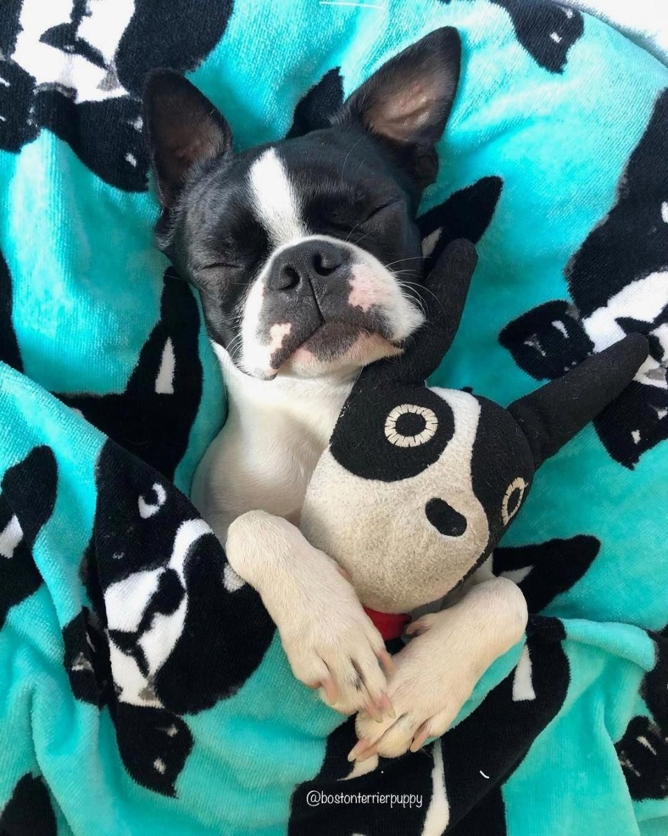 Бостон терьер