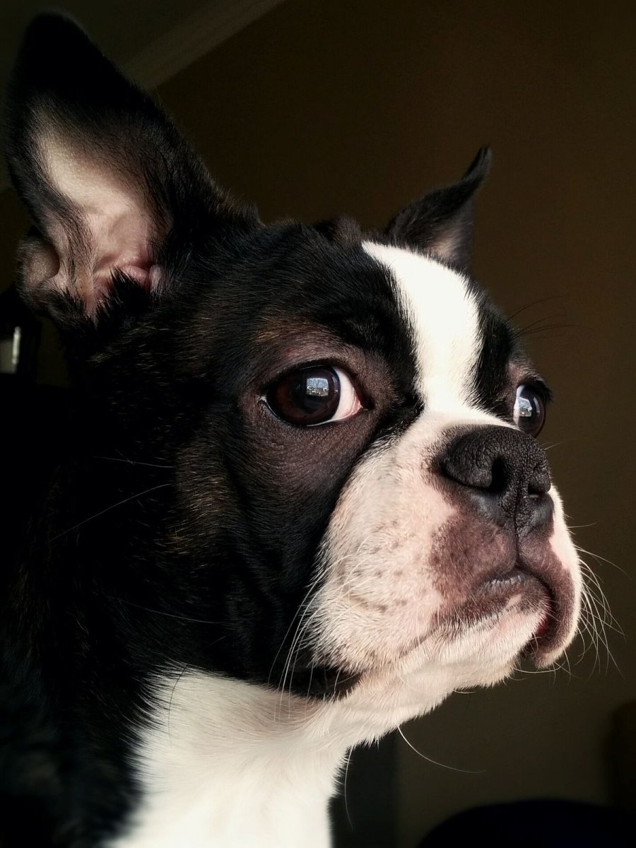 Дадли нос Бостон терьер что это