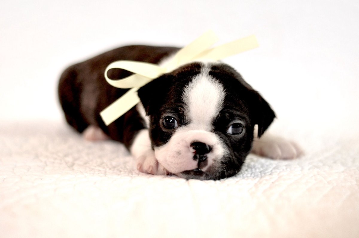 Бостон терьер Игги