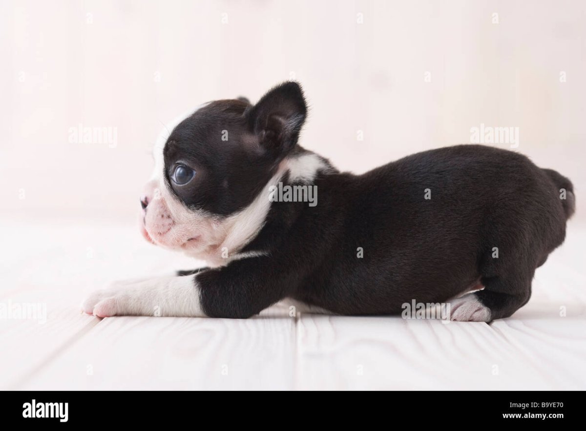 Элегантная собака