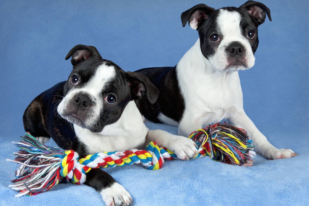 Бостон терьер в одежде