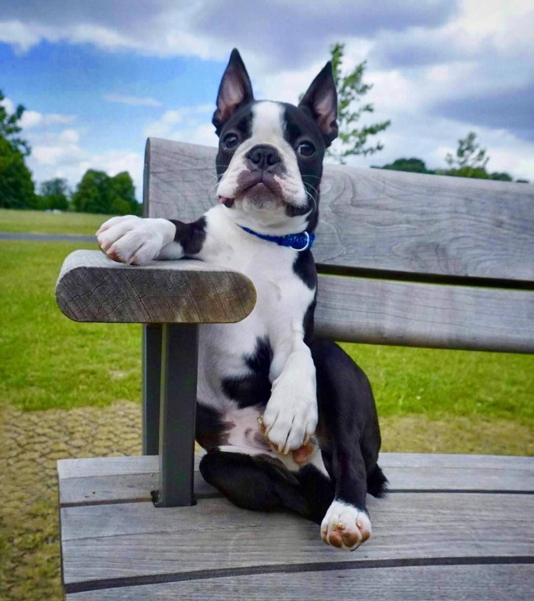 Щенок с соской