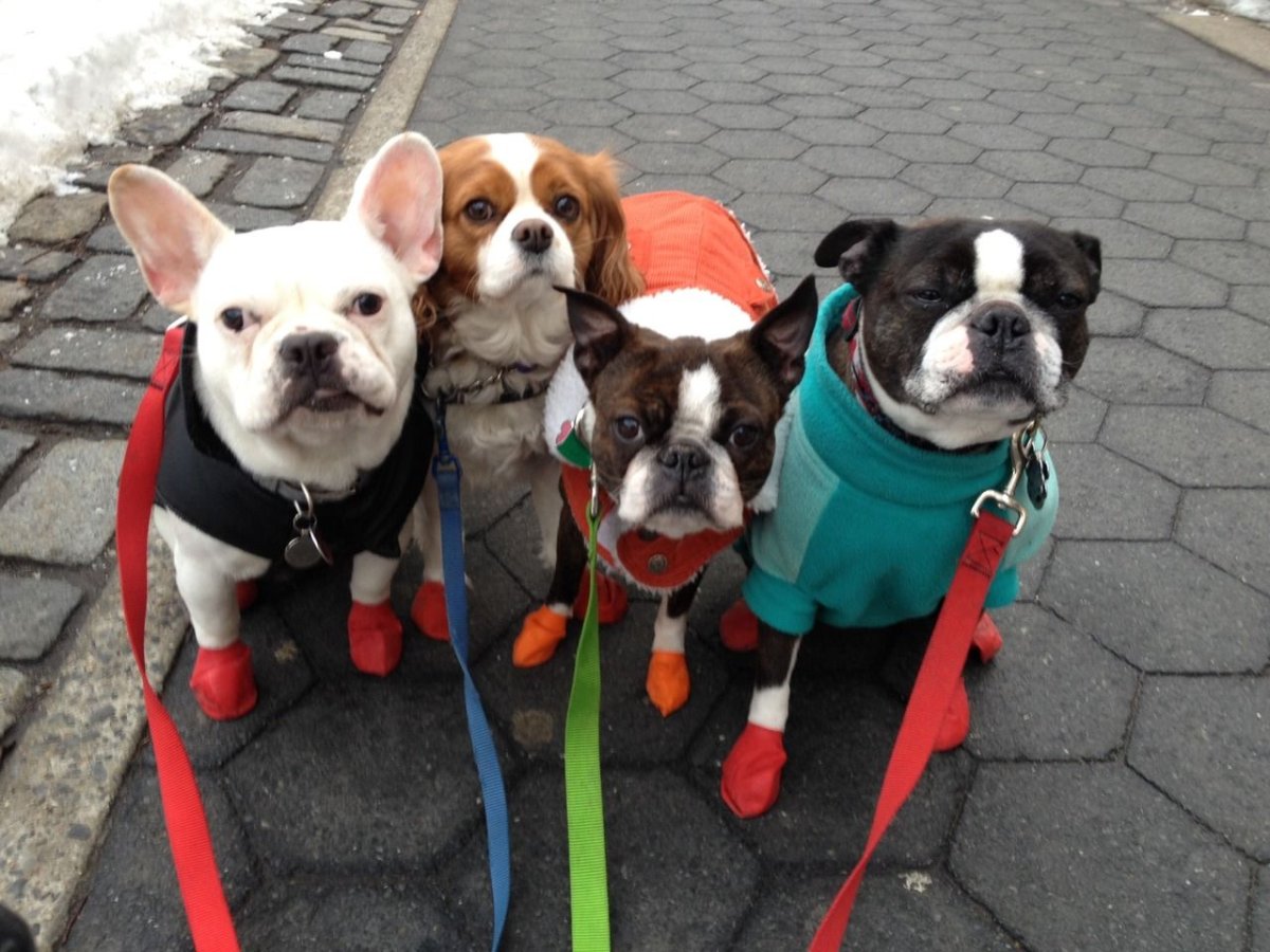 Терьер похожий на бульдога