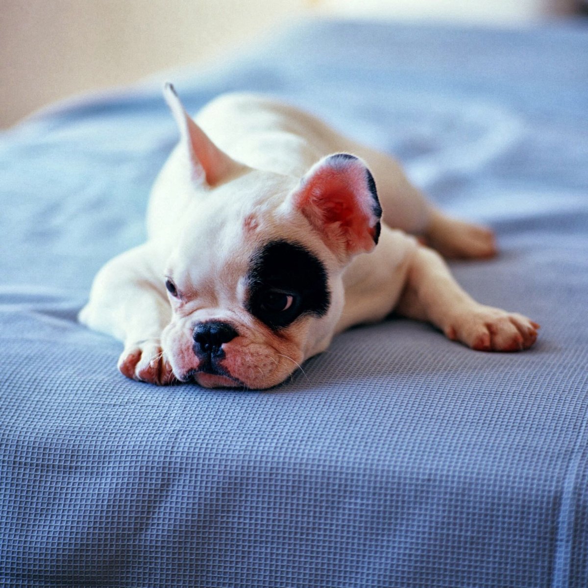 Бостонский терьер