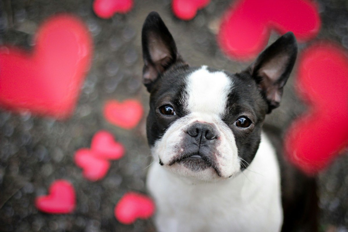 Котиковый Бостон терьер