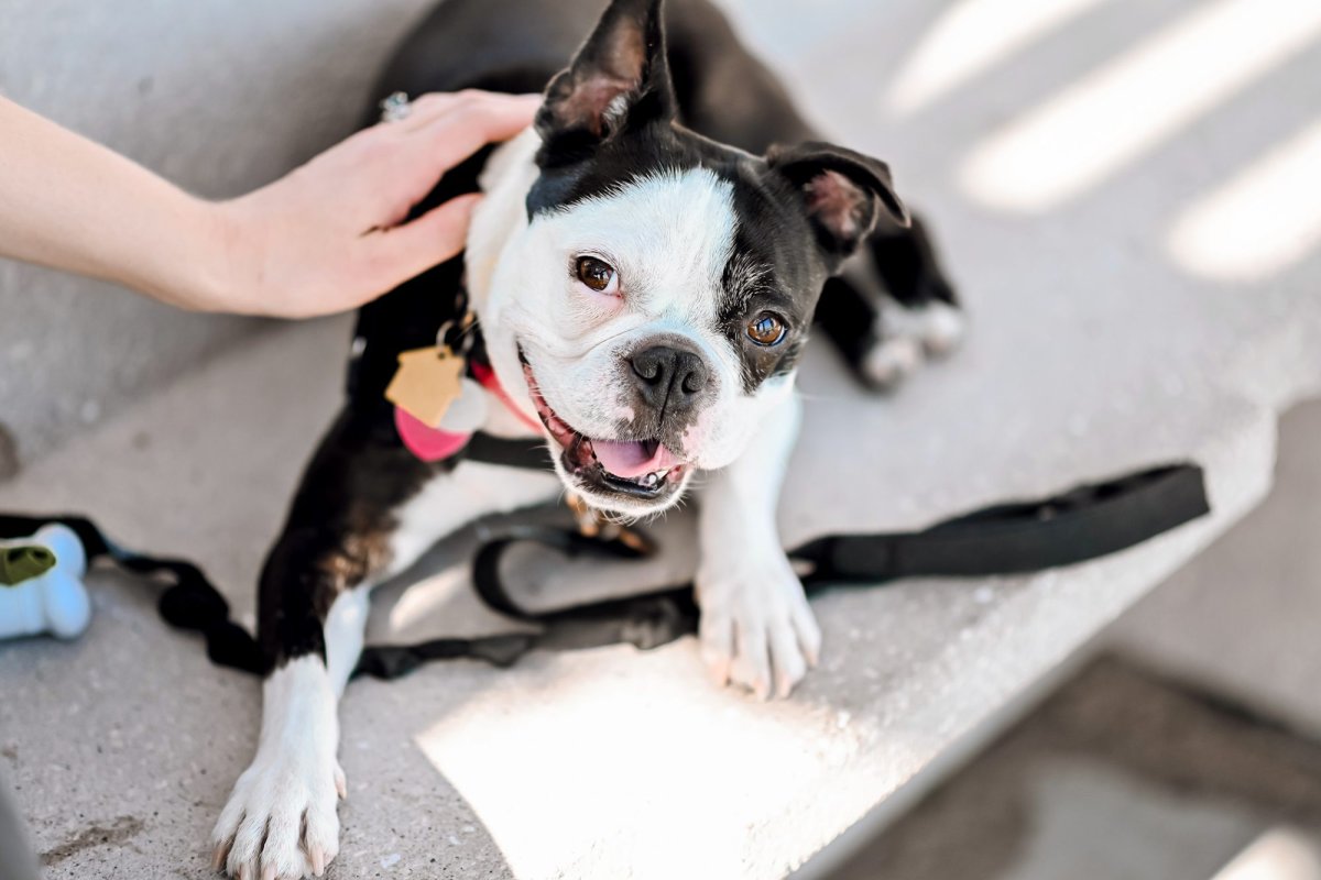 Boston Terriers for Dummies