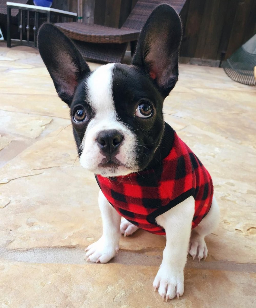 Cute Puppies Boston Terrier