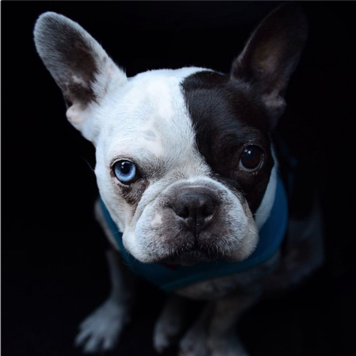 Boston Terrier Puppy