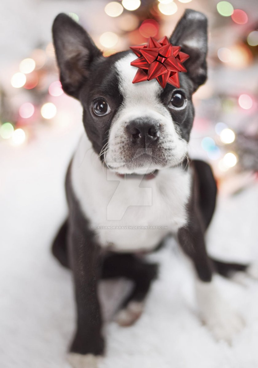 Цвергпинчер и Бостон терьер