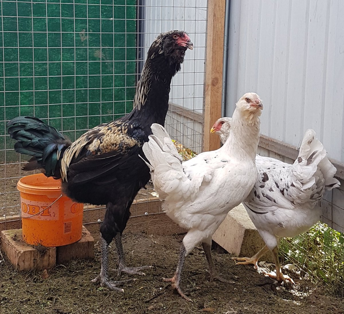 Куры Гергебильской породы