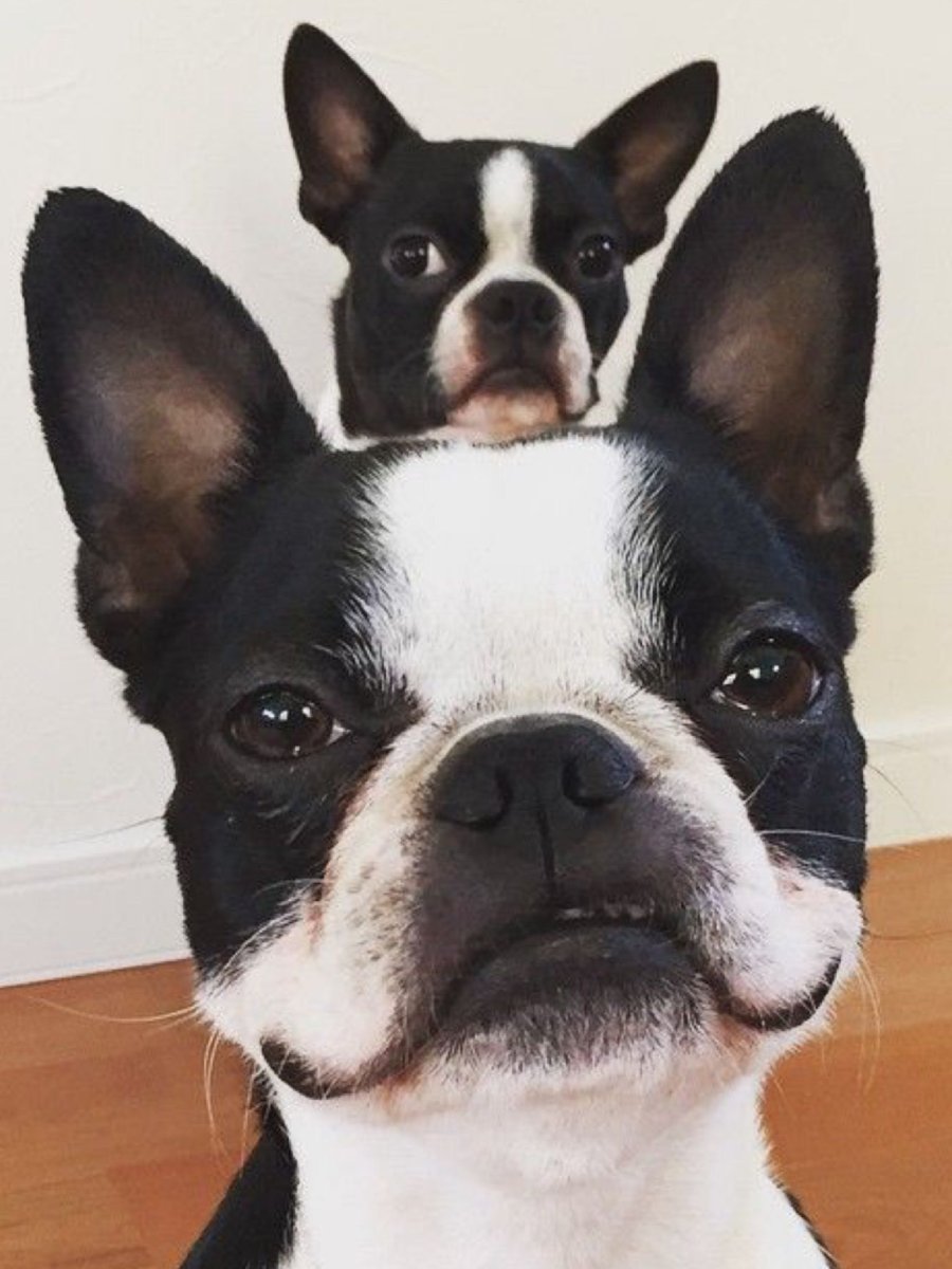Бостон-терьер и французский бульдог