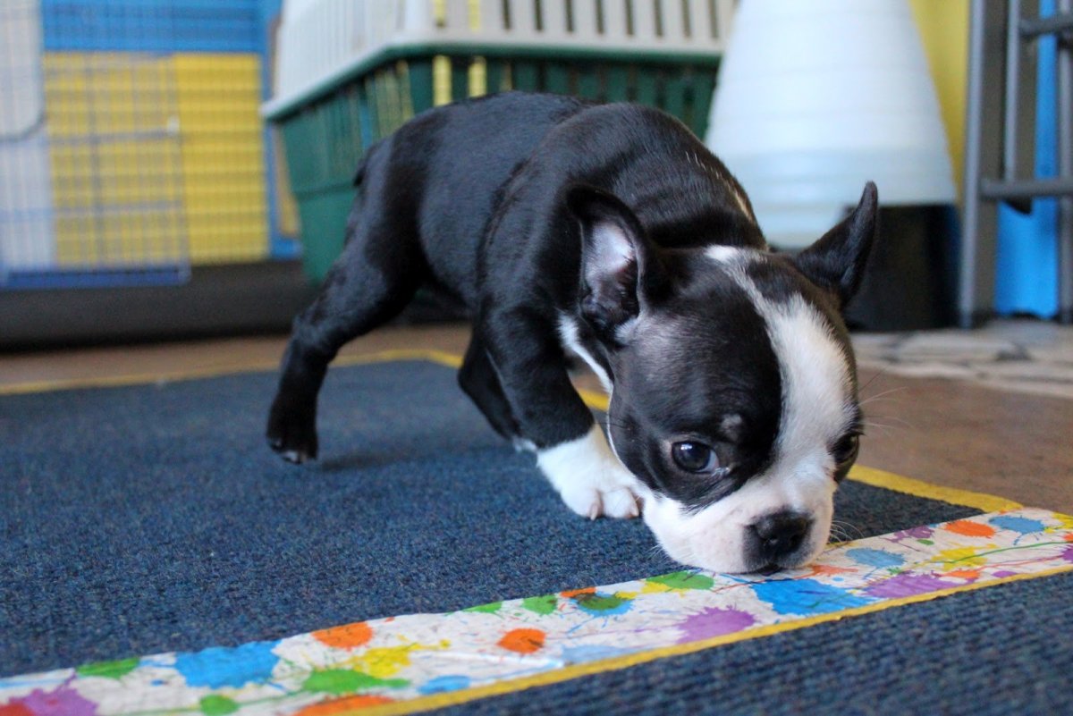 Щенок на розовом фоне