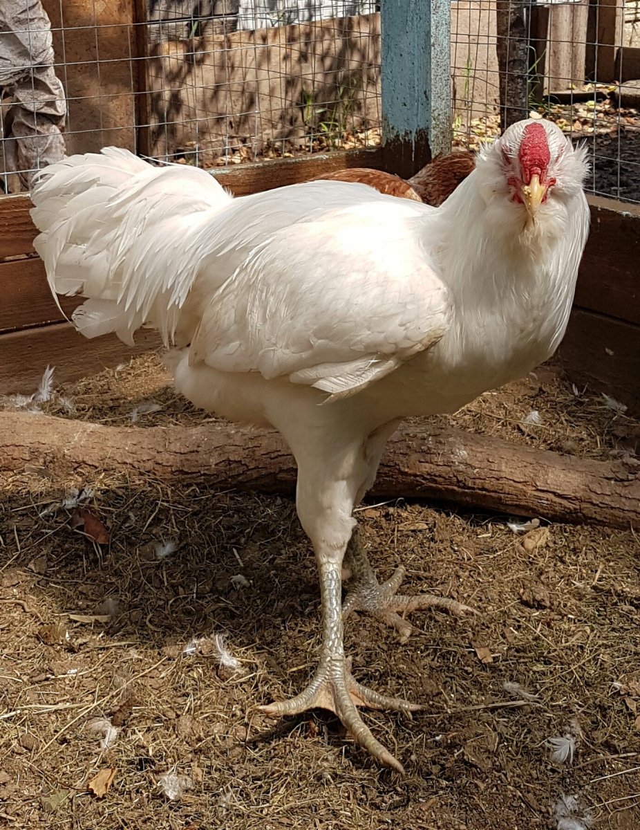 Гилянские Гергебильские куры